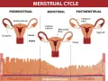 Cykl menstruacyjny: faza lutealna z ciałkiem żółtym i przygotowaniem endometrium. Hormony: progesteron i estrogen.