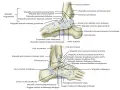 Anatomia stawu skokowego z zaznaczonymi więzadłami i kośćmi.