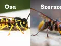 Osa i szerszeń, dwa owady, których ugryzienie może być bolesne. Porównanie ich wyglądu.