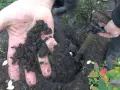 Jak sadzić borówkę amerykańską - uniknij najczęstszych błędów