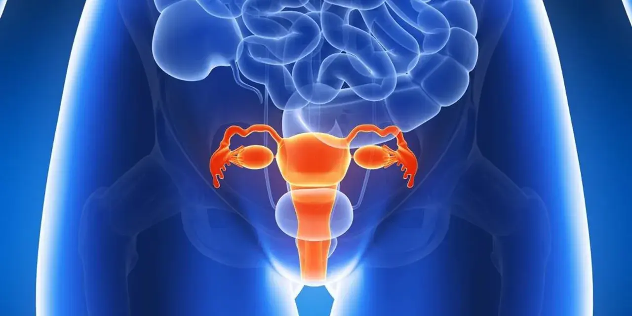 Anatomical illustration of the female reproductive system in orange against a blue background.