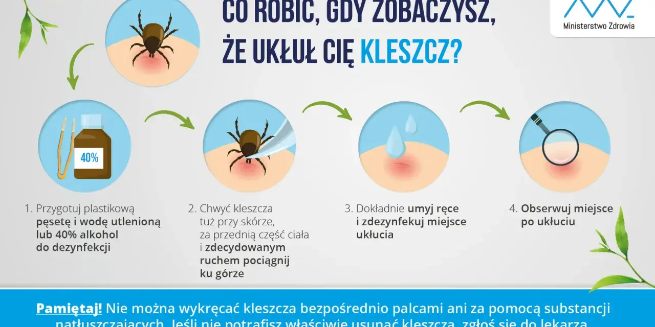 Instrukcja, jak wyciągnąć kleszcza: przygotuj pęsetę i środek dezynfekujący, chwyć kleszcza blisko skóry i pociągnij, umyj ręce i miejsce ukłucia, obserwuj.
