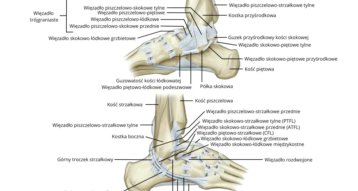 Anatomia stawu skokowego z zaznaczonymi więzadłami i kośćmi.