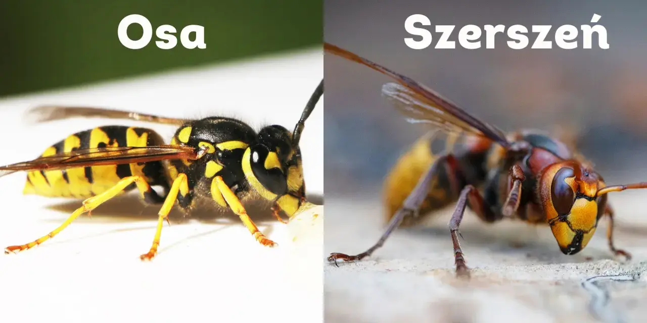 Osa i szerszeń, dwa owady, których ugryzienie może być bolesne. Porównanie ich wyglądu.