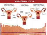 Cykl menstruacyjny: faza lutealna z ciałkiem żółtym i przygotowaniem endometrium. Hormony: progesteron i estrogen.