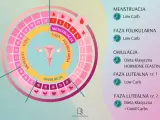 Cykl menstruacyjny: faza folikularna, owulacja i faza lutealna. Schemat cyklu z podziałem na fazy i zalecenia dietetyczne.