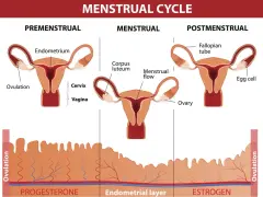 Cykl menstruacyjny: faza lutealna z ciałkiem żółtym i przygotowaniem endometrium. Hormony: progesteron i estrogen.