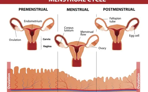 Cykl menstruacyjny: faza lutealna z ciałkiem żółtym i przygotowaniem endometrium. Hormony: progesteron i estrogen.