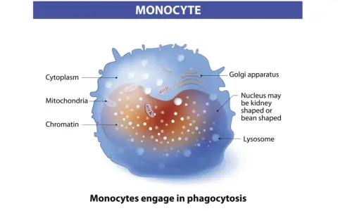 Ilustracja monocytu z zaznaczonymi organellami: jądrem, cytoplazmą, mitochondriami, aparatem Golgiego i lizosomami.