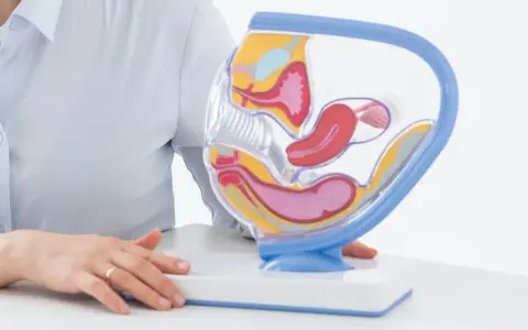 Model anatomiczny narządów rodnych kobiety. W tle osoba w jasnej koszuli, która może wyjaśniać procedurę biopsji endometrium.