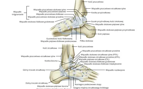 Anatomia stawu skokowego z zaznaczonymi więzadłami i kośćmi.