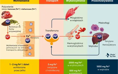 Schemat obiegu żelaza: wchłanianie, transport (transferryna), wykorzystanie (mioglobina, hemoglobina) i przechowywanie (wątroba, ferrytyna).