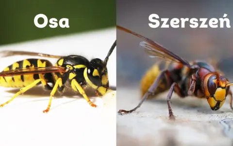 Osa i szerszeń, dwa owady, których ugryzienie może być bolesne. Porównanie ich wyglądu.