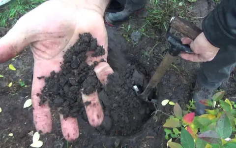 Jak sadzić borówkę amerykańską - uniknij najczęstszych błędów