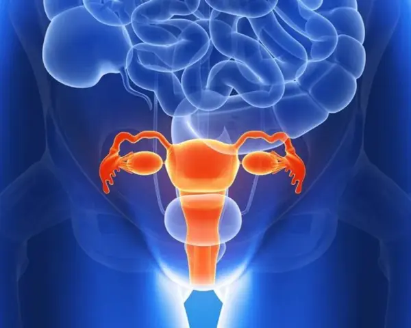 Anatomical illustration of the female reproductive system in orange against a blue background.