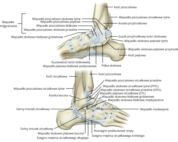 Anatomia stawu skokowego z zaznaczonymi więzadłami i kośćmi.