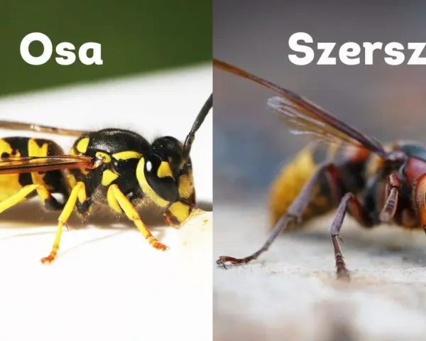 Osa i szerszeń, dwa owady, których ugryzienie może być bolesne. Porównanie ich wyglądu.