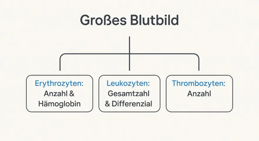 Schemat "Großes Blutbild" z podziałem na erytrocyty, leukocyty i trombocyty.