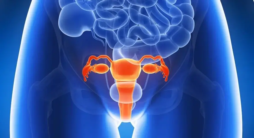 Anatomical illustration of the female reproductive system in orange against a blue background.