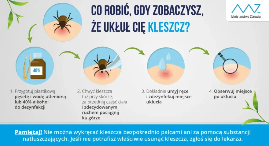 Instrukcja, jak wyciągnąć kleszcza: przygotuj pęsetę i środek dezynfekujący, chwyć kleszcza blisko skóry i pociągnij, umyj ręce i miejsce ukłucia, obserwuj.