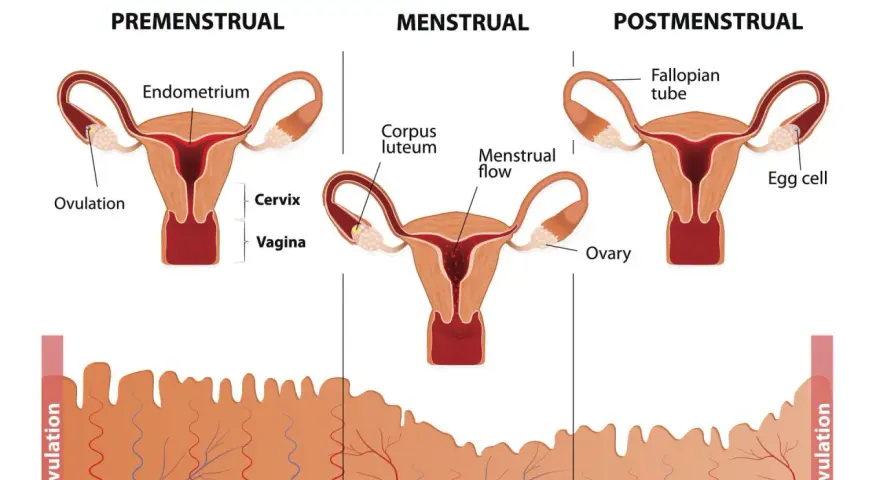 Cykl menstruacyjny: faza lutealna z ciałkiem żółtym i przygotowaniem endometrium. Hormony: progesteron i estrogen.