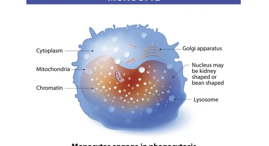 Ilustracja monocytu z zaznaczonymi organellami: jądrem, cytoplazmą, mitochondriami, aparatem Golgiego i lizosomami.
