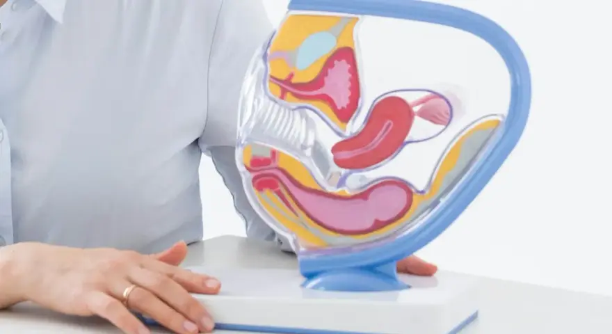 Model anatomiczny narządów rodnych kobiety. W tle osoba w jasnej koszuli, która może wyjaśniać procedurę biopsji endometrium.