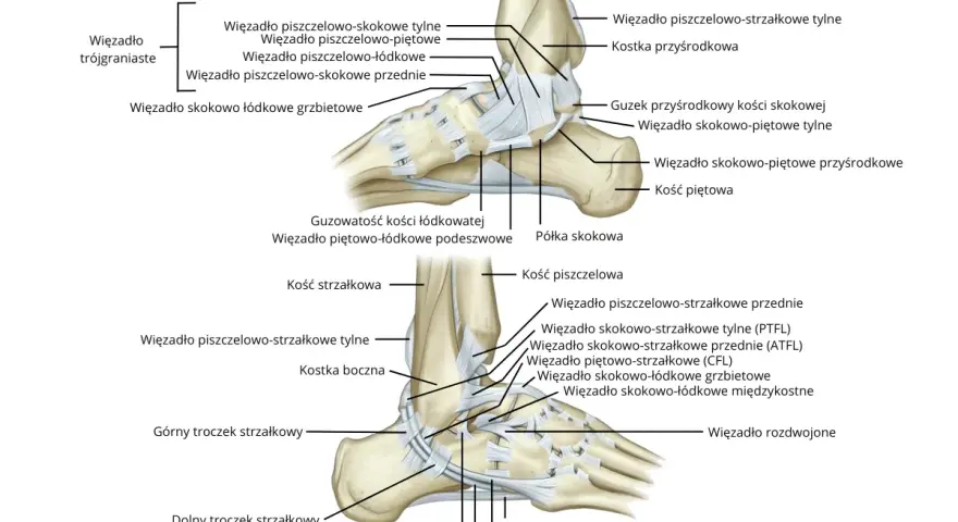 Anatomia stawu skokowego z zaznaczonymi więzadłami i kośćmi.