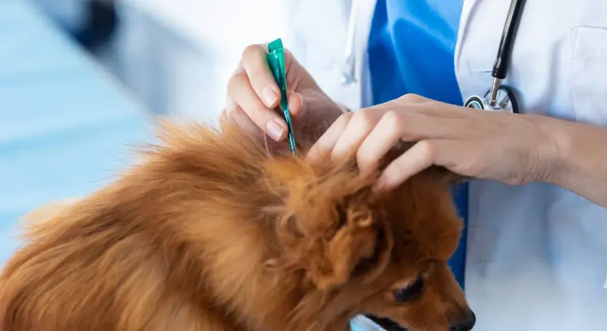 Weterynarz aplikuje preparat na sierść, dbając o odrobaczanie psa.