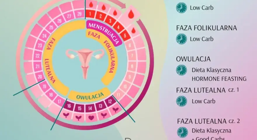 Cykl menstruacyjny: faza folikularna, owulacja i faza lutealna. Schemat cyklu z podziałem na fazy i zalecenia dietetyczne.