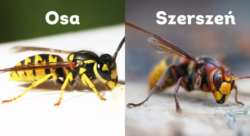 Osa i szerszeń, dwa owady, których ugryzienie może być bolesne. Porównanie ich wyglądu.