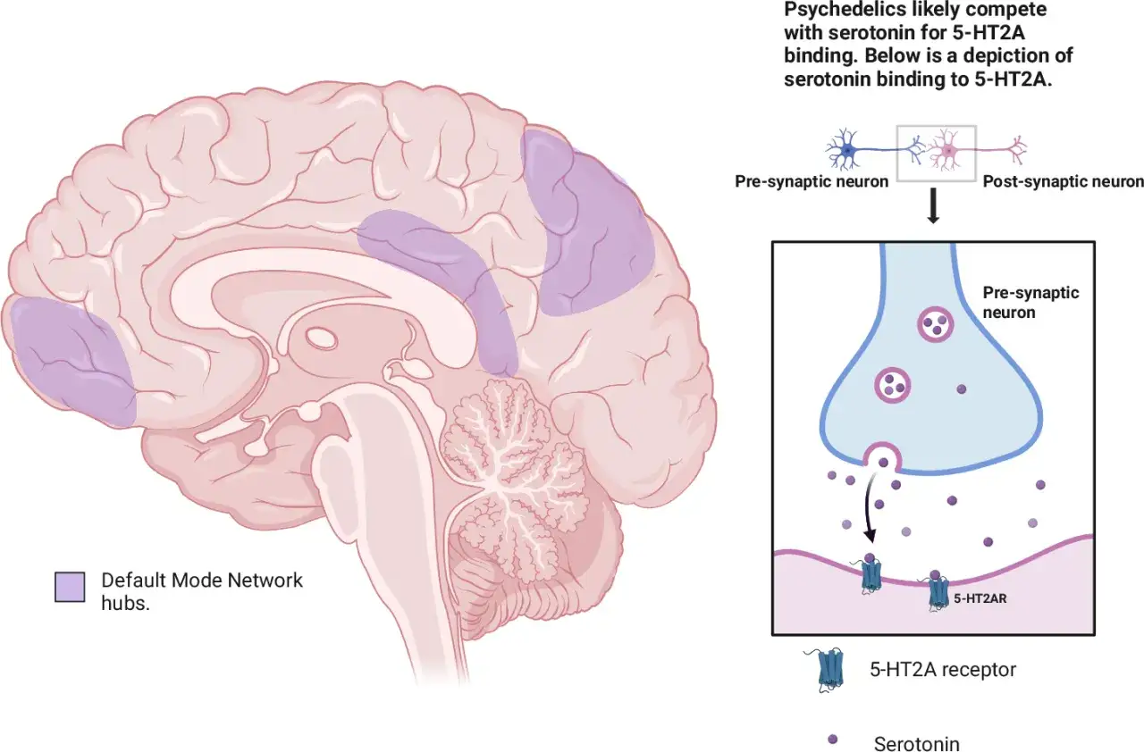 Schemat mózgu z zaznaczonymi obszarami sieci spoczynkowej. Obok ilustracja synapsy, gdzie lsd może konkurować z serotoniną o receptor 5-HT2A.