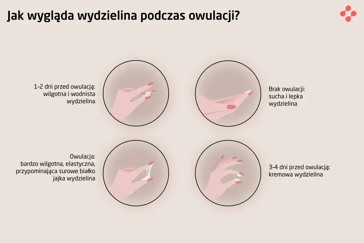 Ilustracja pokazuje zmiany wydzieliny w cyklu, w tym objawy owulacji: wodnistą, kremową i elastyczną, przypominającą białko jaja.